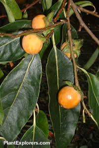 Diyospyrus lotus
